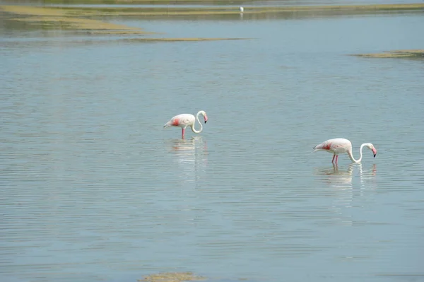 Живописный Вид Величественные Фламинго Природе — стоковое фото