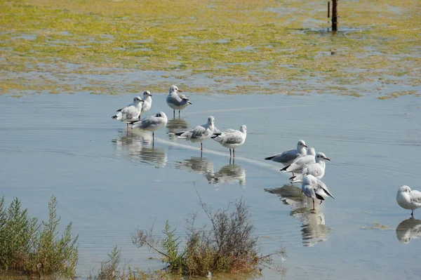 Schilderachtig Uitzicht Prachtige Meeuwen Vogels — Stockfoto