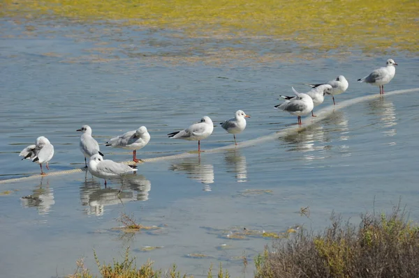 Schilderachtig Uitzicht Prachtige Meeuwen Vogels — Stockfoto