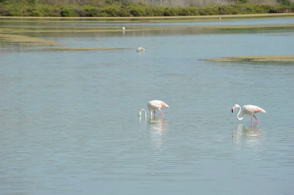 Vue Panoramique Des Flamants Roses Majestueux Nature — Photo