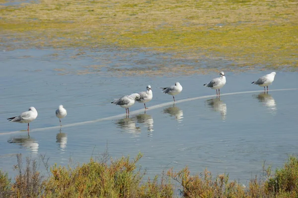 Vista Panorámica Hermosas Gaviotas Aves — Foto de Stock