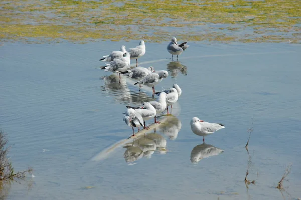 Vue Panoramique Magnifiques Goélands Oiseaux — Photo