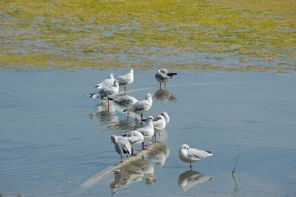 Vue Panoramique Magnifiques Goélands Oiseaux — Photo