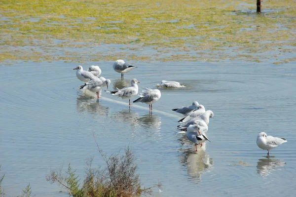 Malerischer Blick Auf Schöne Möwen Vögel — Stockfoto