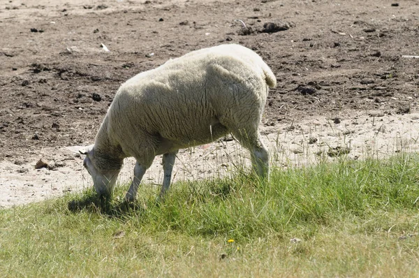 Moutons Dans Bateau — Photo