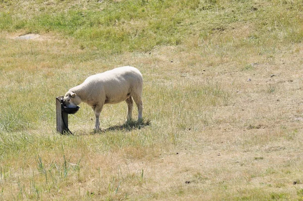 El pastoreo de ovejas adultas con su cencerro colgando de su