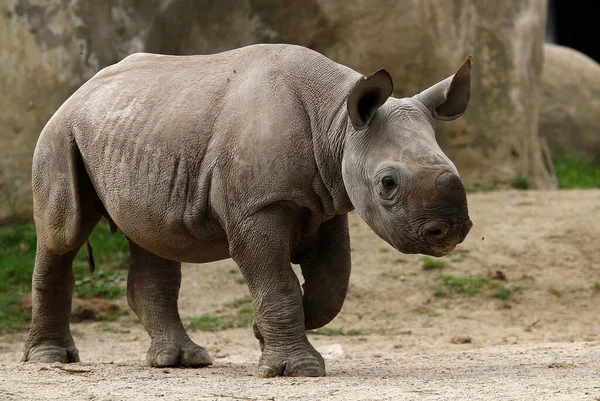 Rinoceronte Chifre Africano Flora Fauna Chifres Africanos — Fotografia de Stock