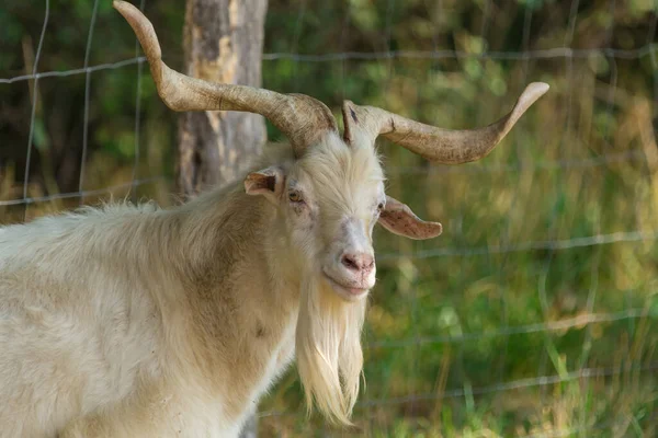 Uma Cabra Está Prado Mastiga — Fotografia de Stock