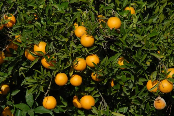 Orange Tree Fruits Tree — Stock Photo, Image