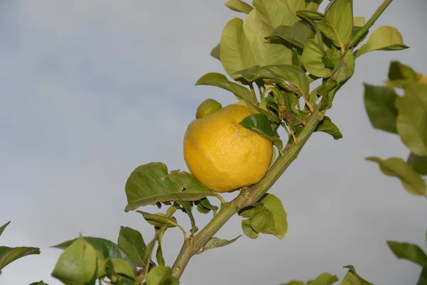 Lemons Tree Nature Flora Fruits — Stock Photo, Image