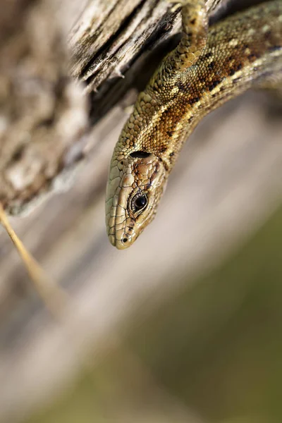 Lagarto Florestal Que Sobe Pólo Madeira Foto Macro — Fotografia de Stock