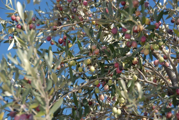 Spanya Ağaçtaki Zeytinler — Stok fotoğraf