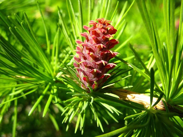 Beautiful Botanical Shot Natural Wallpaper — Stock Photo, Image