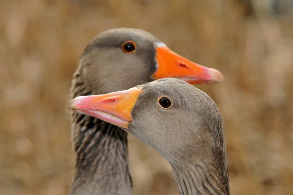 Närbild Anka — Stockfoto