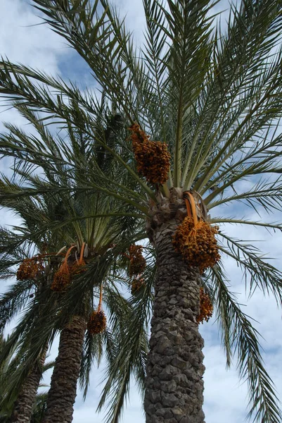 真正的椰枣 热带植物 — 图库照片