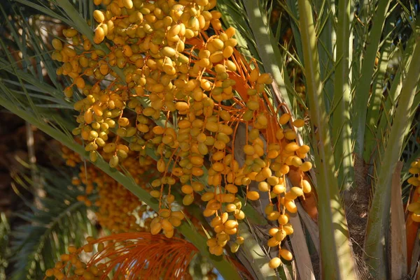 Palma Prawdziwa Roślina Tropikalna — Zdjęcie stockowe