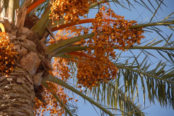 真正的椰枣 热带植物 — 图库照片