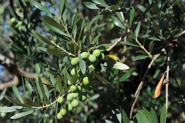 Spain Olives Tree — Stock Photo, Image