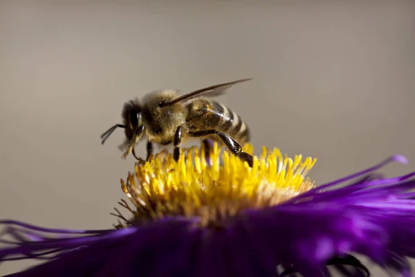 Abeille Sur Une Fleur — Photo