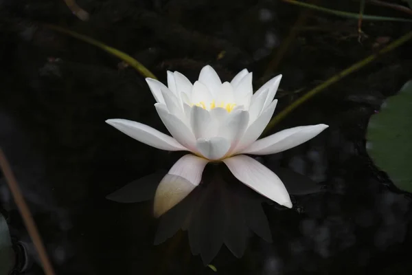 Closeup View Beautiful Water Lily — Stock Photo, Image