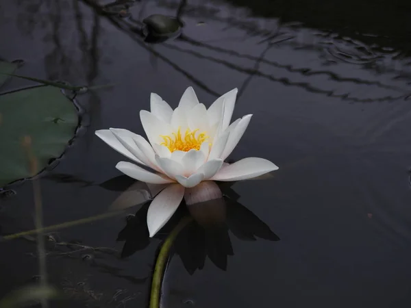 Closeup View Beautiful Water Lily — Stock Photo, Image