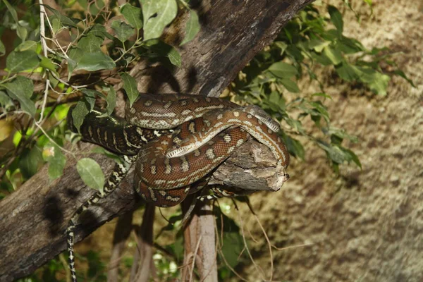 Vista Del Maestoso Serpente Pitone Selvatico — Foto Stock