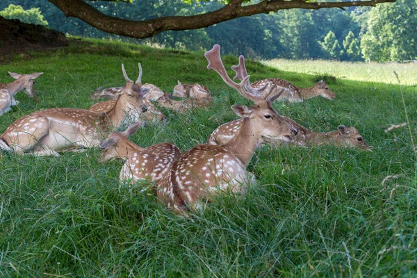 Two Deers Forest — Stock Photo, Image