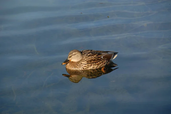 Schilderachtig Uitzicht Van Schattige Wilde Eend Natuur — Stockfoto