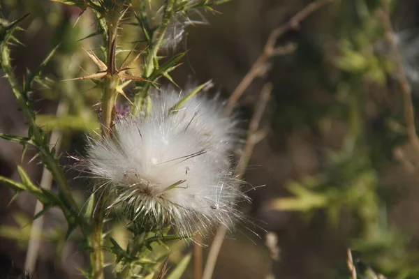 アザミの花野生のフィールド植物 — ストック写真