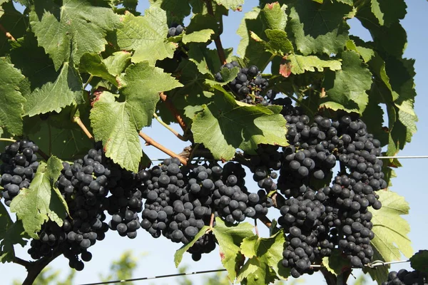 Vignes Vertes Dans Vignoble — Photo