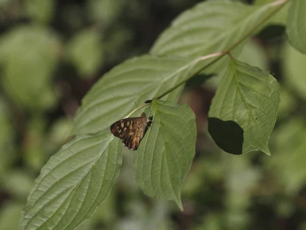 Kleine Vlinder Bloem Wildheid Concept — Stockfoto