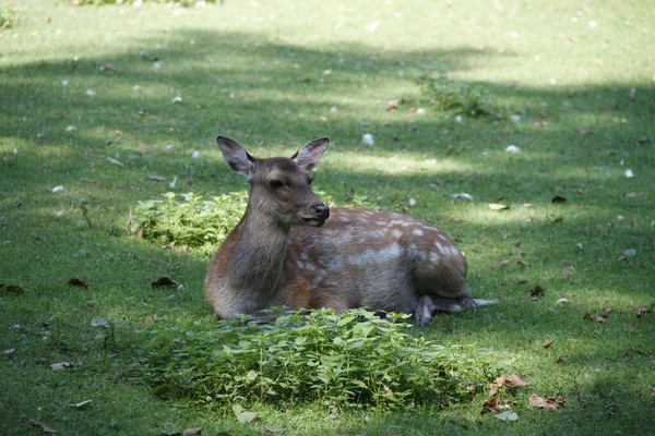 Rotwild Naturfauna — Stockfoto