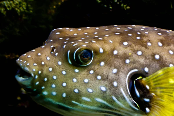 Nahaufnahme Eines Tropischen Fisches Aquarium — Stockfoto