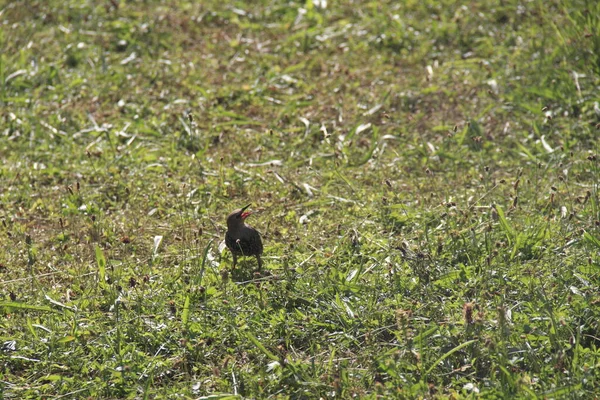 Estrela Grama — Fotografia de Stock