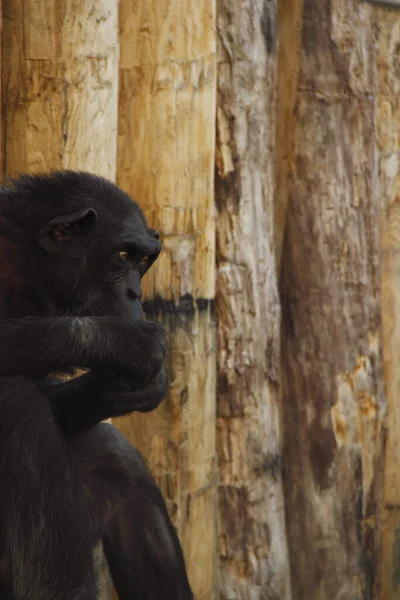 Macaco Zoológico — Fotografia de Stock