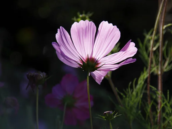 Rosa Kosmos Blommor Trädgården — Stockfoto