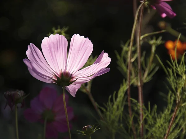 Rosa Kosmos Blommor Trädgården — Stockfoto