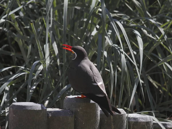 Bir Kuşun Siyah Beyaz Görüntüsü — Stok fotoğraf
