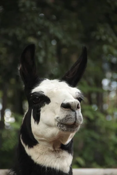 Close Goat Park — Stock Photo, Image