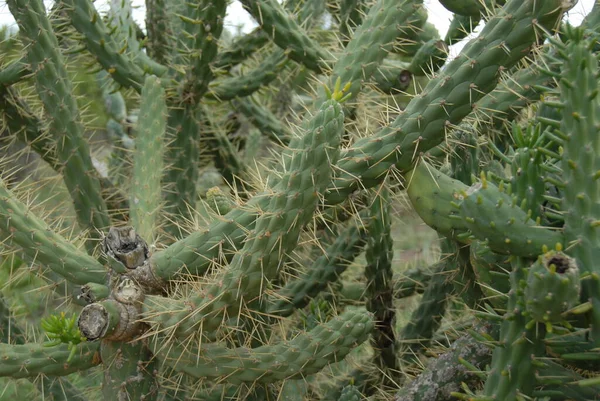 Gröna Tropiska Kaktusväxter Naturflora — Stockfoto