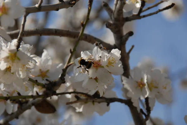 Mandelblüten Blumen Auf Ästen Frühlingsblumen Blühen — Stockfoto
