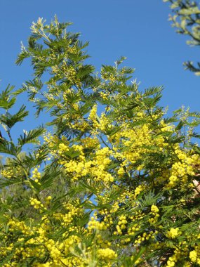 blooming yellow flowers on a background of blue sky clipart