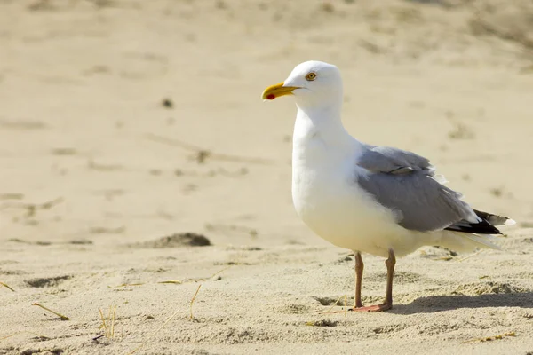 Meeuw Het Zandstrand — Stockfoto