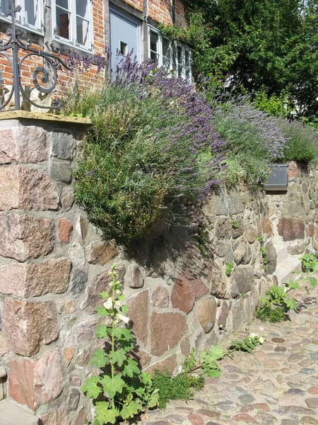 Parede Com Lavanda Cidade Velha Lauenburg — Fotografia de Stock