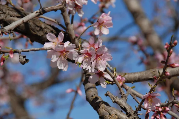 Fiori Mandorlo Sui Rami Degli Alberi Fiori Primaverili — Foto Stock