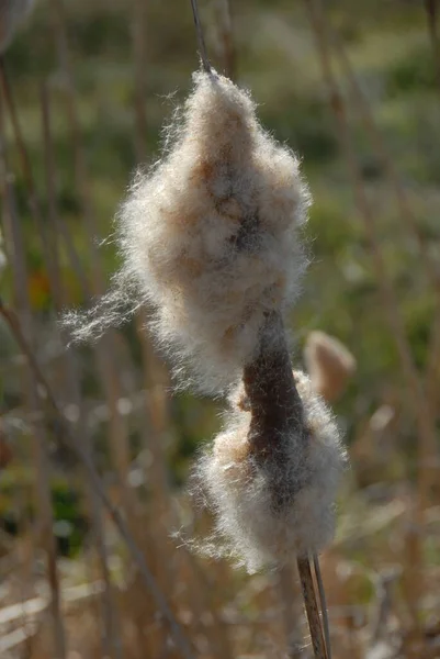 草中的蒲公英种子 — 图库照片