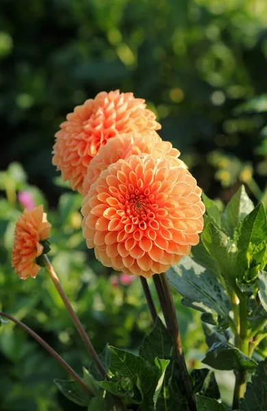 Fiore Arancio Giardino — Foto Stock