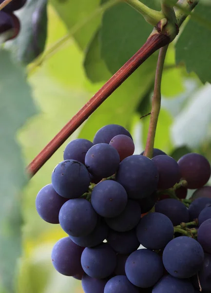 Grapes Growing Vineyard — Stock Photo, Image