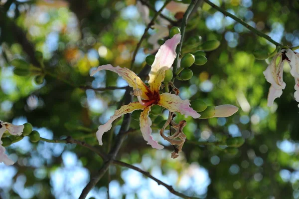 Spain Bottle Tree Flower — Stock Photo, Image