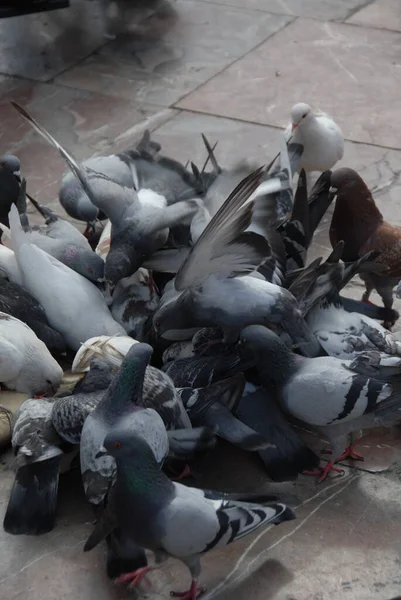 Vista Panorámica Las Aves Palomas — Foto de Stock